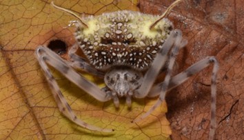 Oklamal aj vedcov. V Amazónii objavili pavúka s desivým vzhľadom, ktorý predstiera smrť veľmi presvedčivým spôsobom