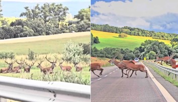 VIDEO: Vodič na východe Slovenska zostal v nemom úžase. Cestu mu skrížilo stádo jeleňov