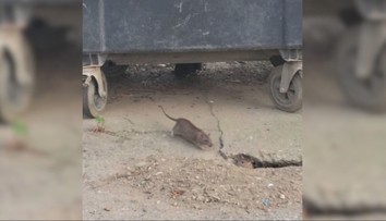 V Petržalke evidujú zvýšený počet potkanov. Neplechu robia aj na autách