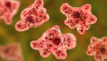 Vo vode z kúpaliska v Štúrove nenašli mozgožravú amébu Naegleria fowleri