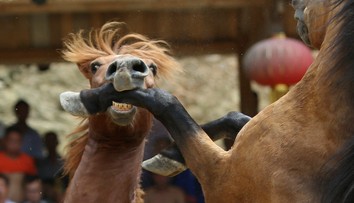 Nechutná zábava v Číne, dedinčania sledujú konské súboje na smrť