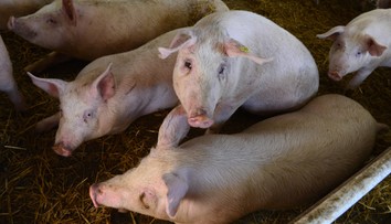Pre zákaz vývozu sa na farmách hromadia ošípané. Prerastené bravy už nikto kupovať nechce