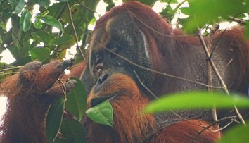 Orangutan prekvapil vedcov schopnosťou, ktorú doteraz pripisovali iba ľuďom