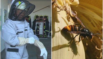 Horná Nitra nie je prvá. Obávaný hmyz už na Slovensku našli aj predtým, odborník predikuje, ktoré časti sú v ohrození