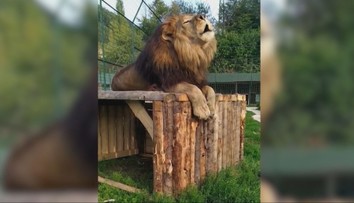 Posledné šelmy z ranča, kde lev roztrhal majiteľa, hľadajú domov. Záujem má ZOO v Orechovej Potôni