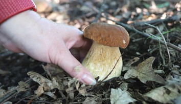 Horúce dni nepotešia hubárov. Odborník však očakáva vrchol sezóny už čoskoro