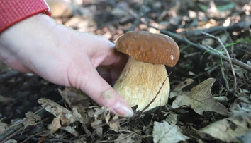 Horúce dni nepotešia hubárov. Odborník však očakáva vrchol sezóny už čoskoro
