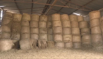 Farmári nemajú dosť krmiva na zimu. Chcú predať viac ako 10-tisíc zvierat