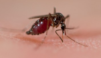 Nebezpečné komáre sa blížia k Slovensku. Môžu priniesť choroby, ktoré tu ešte neboli