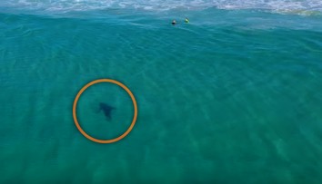 Hrozivé video z pláže: Žralok krúžil pár metrov od detí, ktoré sa hrali vo vode