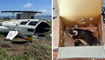 Tučniak zapríčinil pád helikoptéry v Južnej Afrike. Vypadol zo škatule a na palube sa dialo niečo nevídané