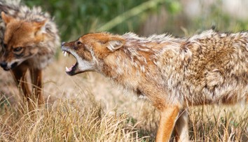 OBRAZOM: Väčšia ako líška, menšia ako vlk. V Česku sa šíri šelma z Balkánu, môže sa z nej stať hrozba