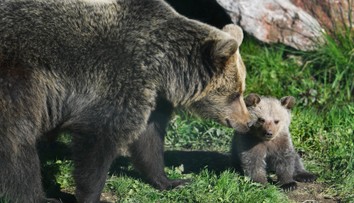 Vo Veľkej Lomnici sa pohybuje medvedica s mláďatami. Obec varuje obyvateľov