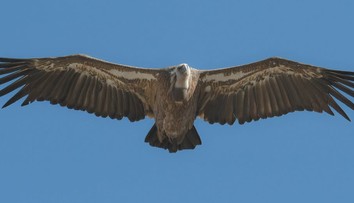 V Tatrách spozorovali vzácneho obra. Rozpätie jeho krídel dosahuje až 2,8 metra