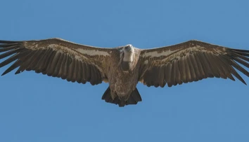 V Tatrách spozorovali vzácneho obra. Rozpätie jeho krídel dosahuje až 2,8 metra