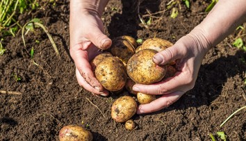 Takéto drahé zemiaky sme ešte nemali! Za všetko môže vlaňajšie sucho