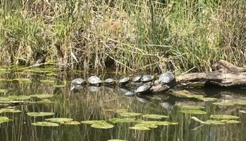 FOTO: Pri Dunaji sa šíria nebezpečné korytnačky. Ohroziť môžu ľudí aj zvieratá