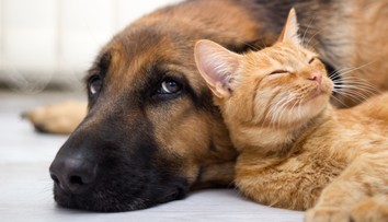 Spoločníci proti demencii: Psy a mačky môžu chrániť mozog pred starnutím