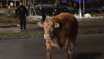 VIDEO: Bizarná situácia v Prešove – Poliakovi z prívesu ušlo päť býkov. Strážiť ich museli policajti, ohrozovali vodičov