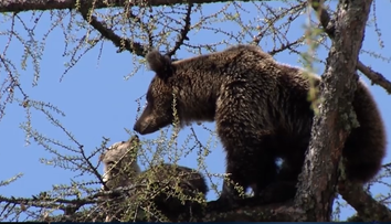 Pri odstrele medvedice Ingrid zistili viacero pochybení
