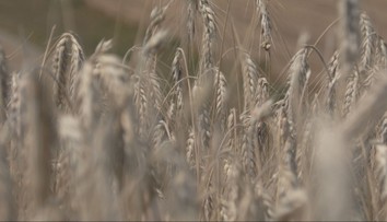 Žatva na severe Slovenska je v mimoriadnom sklze. Kvalita a množstvo obilia sú ohrozené