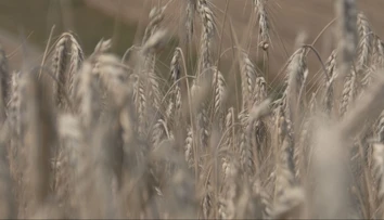 Žatva na severe Slovenska je v mimoriadnom sklze. Kvalita a množstvo obilia sú ohrozené