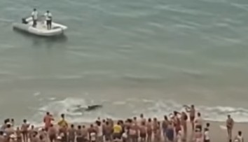 Panika na pláži v Španielsku. Ľudí vyhnal z vody viac ako dvojmetrový žralok