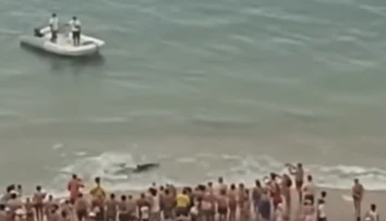 Panika na pláži v Španielsku. Ľudí vyhnal z vody viac ako dvojmetrový žralok