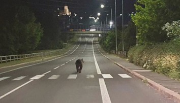 Útokov medveďov na strednom Slovensku pribúda: Muž opísal, ako sa ubránil medvedici