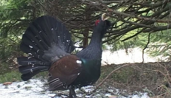 V čase tokania sa nezľaknú ani traktora. Zázrak našej prírody je na pokraji vyhynutia