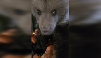 VIDEO: K Vesne a Lade pribudne ďalšie osirelé medvieďa. Mláďa priviezli do ZOO Bojnice