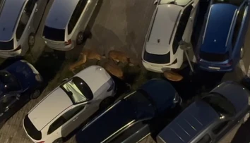VIDEO: Takýto pohľad sa v hlavnom meste len tak nevidí. Stádo divej zveri sa prechádzalo po parkovisku