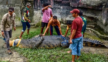 VIDEO: Hororový incident na exotickom ostrove. Ženu stiahol do mora obrovský krokodíl, potom sa vrátil s jej telom