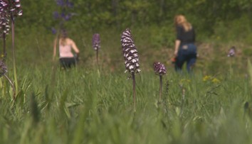 Takýto poklad máme na Slovensku. Ukážeme vám unikátne miesto, kde rastú divé orchidey