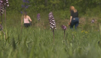 Takýto poklad máme na Slovensku. Ukážeme vám unikátne miesto, kde rastú divé orchidey