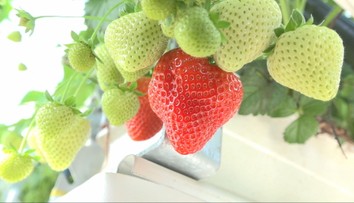 Pestovatelia jahôd majú za sebou náročnú sezónu. Hlásia nižšiu kvalitu plodov aj menšie tržby