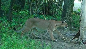 Pri hraniciach s Českom sa pohybuje puma. Šelmu zaznamenali fotopasce