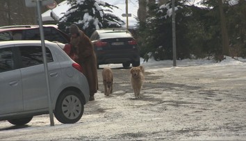 Teploty idú pod mínus 20 °C. Slovákov rozdelil posyp chodníkov, dôvodom je „agresívna soľ“