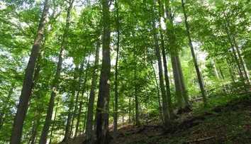 UNESCO rozšírilo územie bukových pralesov na východe Slovenska na zozname svetového dedičstva