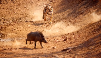 VIDEO: Tiger s diviakom skončili v dedinskej studni. Naháňačka mala nečakaný koniec