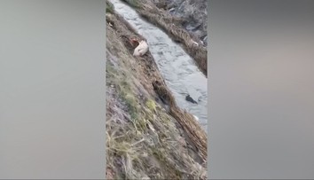 Vypúšťanie rybníka sa vymklo spod kontroly. Uhynuli stovky rýb, miestni žiadajú vysvetlenie