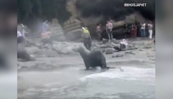 VIDEO: Krik a strach. Na dovolenkárov sa vrhli morské levy