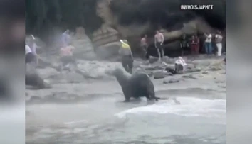 VIDEO: Krik a strach. Na dovolenkárov sa vrhli morské levy