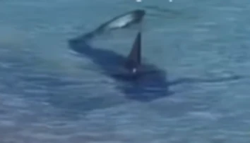 VIDEO: Zdesenie na Slovákmi vyhľadávanom ostrove. V blízkosti pláže plával žralok