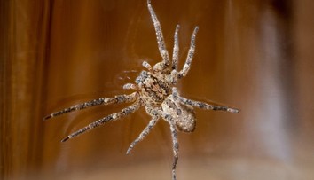 Pavúk s hororovým názvom sa udomácnil v strednej Európe. Výskyt hlásia okolité štáty a videli ho aj u nás