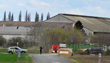 Na Slovensku neevidujú nové ohnisko slintačky a krívačky. V Plaveckom Štvrtku začali s utrácaním dobytka