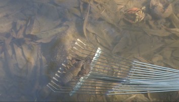 Záhada alebo nedbanlivosť? Severovýchod Slovenska postihlo náhle uhynutie rakov