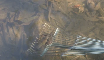 Záhada alebo nedbanlivosť? Severovýchod Slovenska postihlo náhle uhynutie rakov
