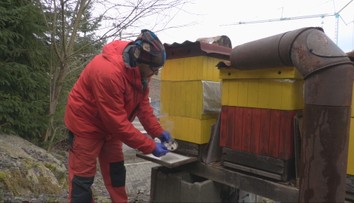 Včelári kedysi v zime oddychovali, dnes otvárajú úle aj pred Vianocami. Môže za to nebezpečný parazit