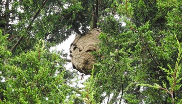 Dobrodružstvo na obľúbenej atrakcii sa skončilo tragédiou. Otca so synom zabil roj obrovských sršňov